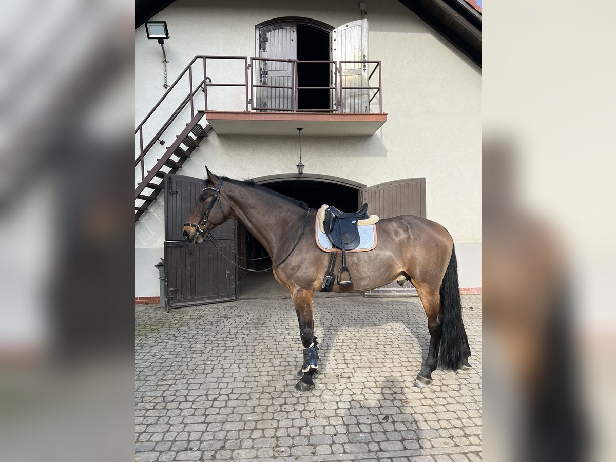 Koń westfalski Klacz 12 lat 175 cm Gniada in Łęka