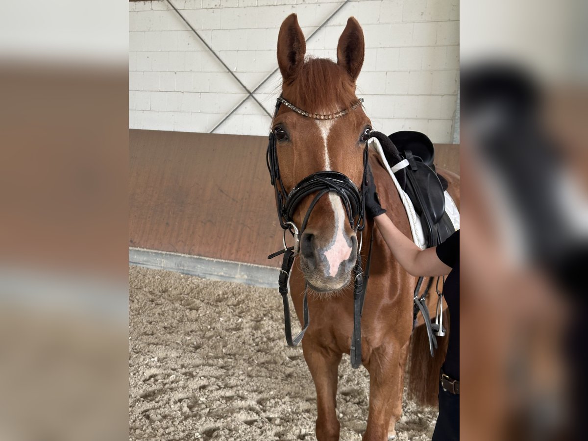 Koń westfalski Klacz 13 lat 162 cm Kasztanowata in Erftstadt