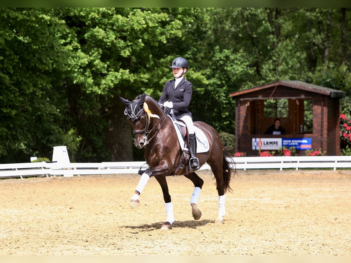 Koń westfalski Klacz 13 lat 163 cm Ciemnokasztanowata in Melle