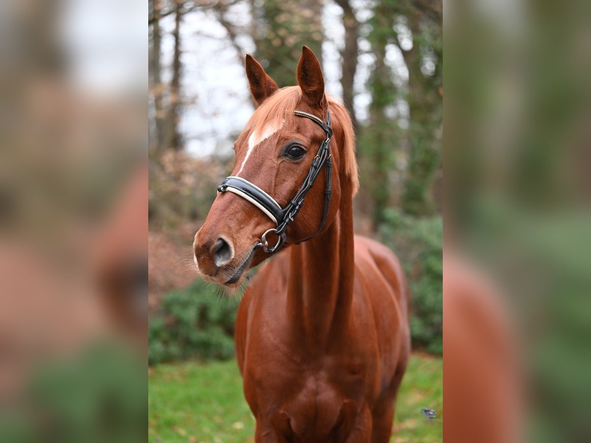 Koń westfalski Klacz 13 lat 163 cm Kasztanowata in Essen (Oldenburg)