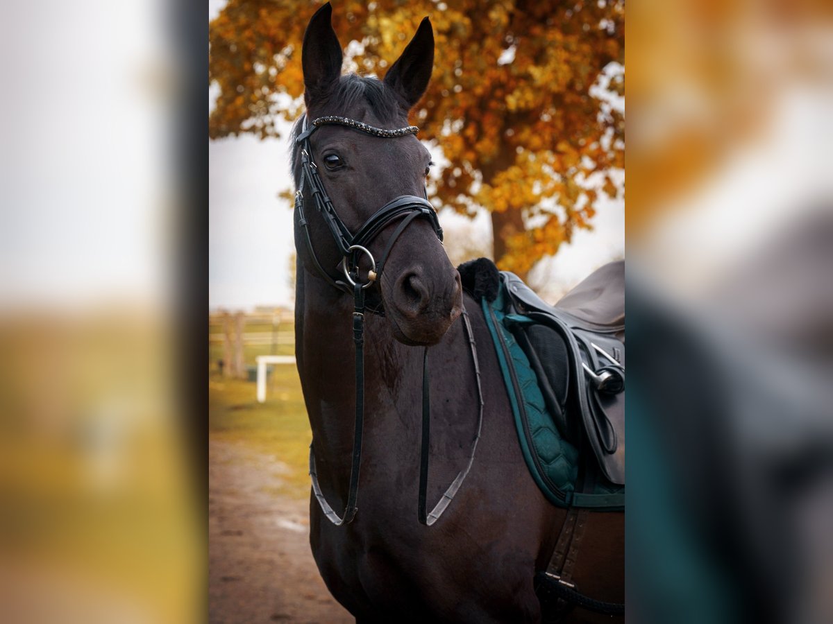 Koń westfalski Klacz 13 lat 165 cm Kara in Soest