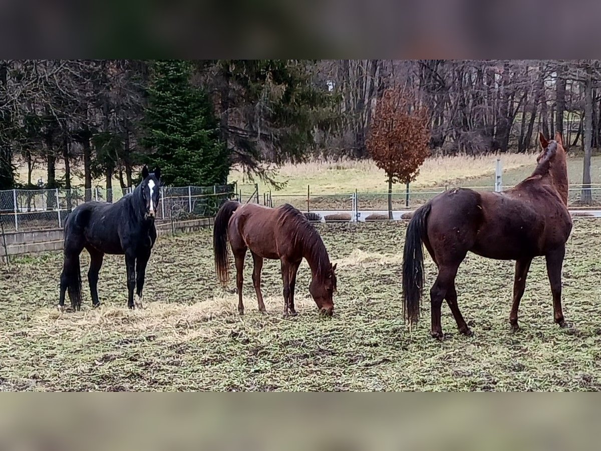 Koń westfalski Klacz 13 lat Ciemnokasztanowata in Neutal