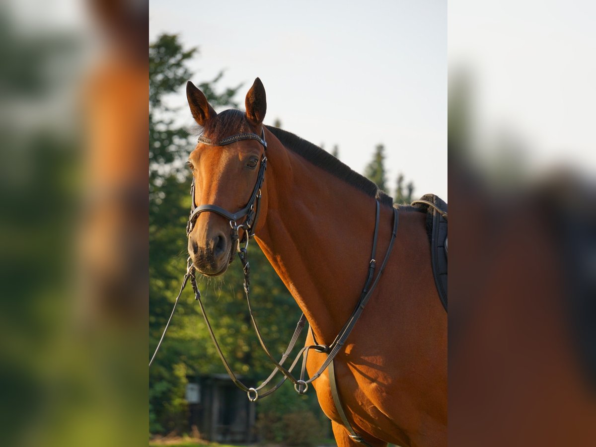 Koń westfalski Klacz 14 lat 159 cm Gniada in Reken