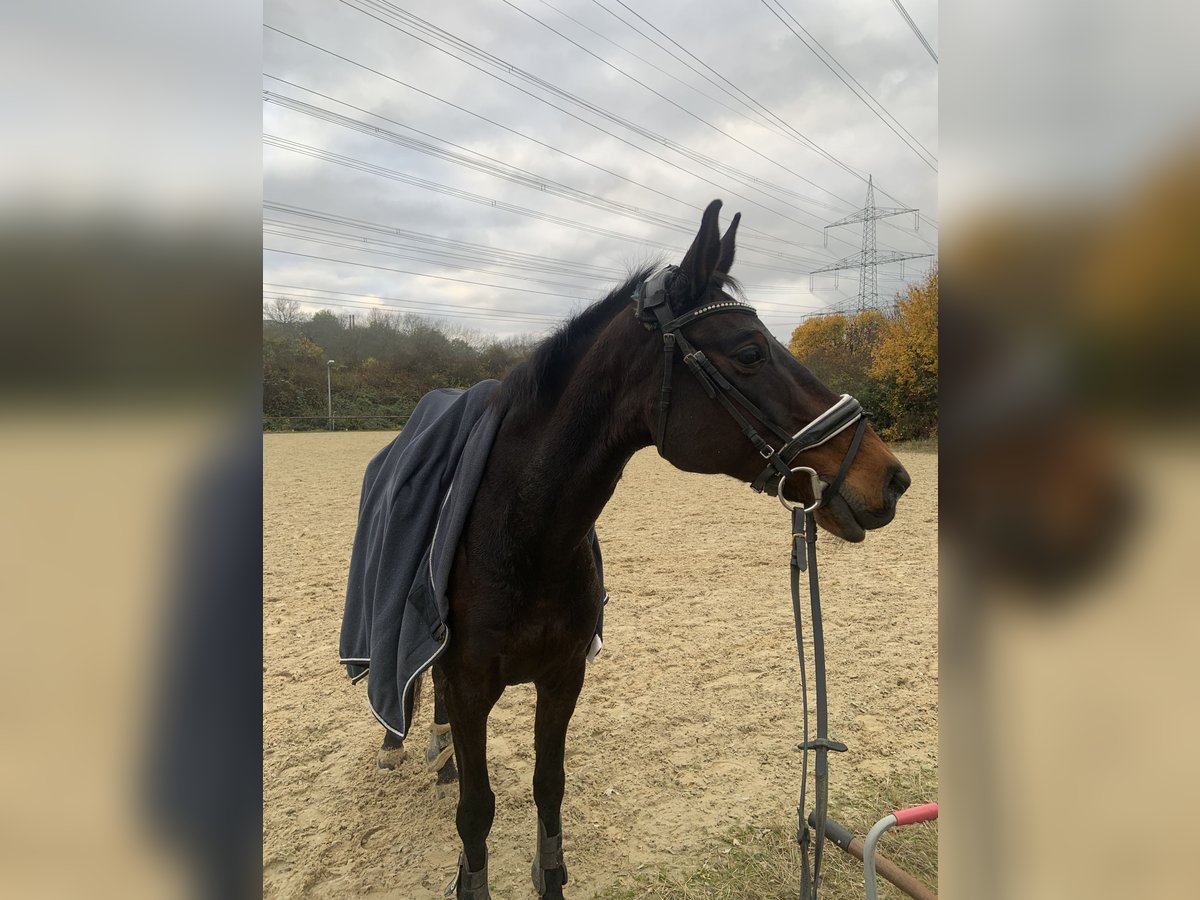 Koń westfalski Klacz 14 lat 160 cm Ciemnogniada in Gießen