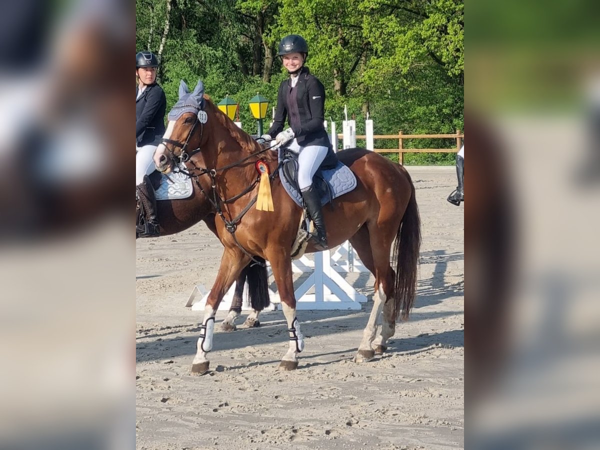 Koń westfalski Klacz 14 lat 164 cm Kasztanowata in Winsen (Aller)