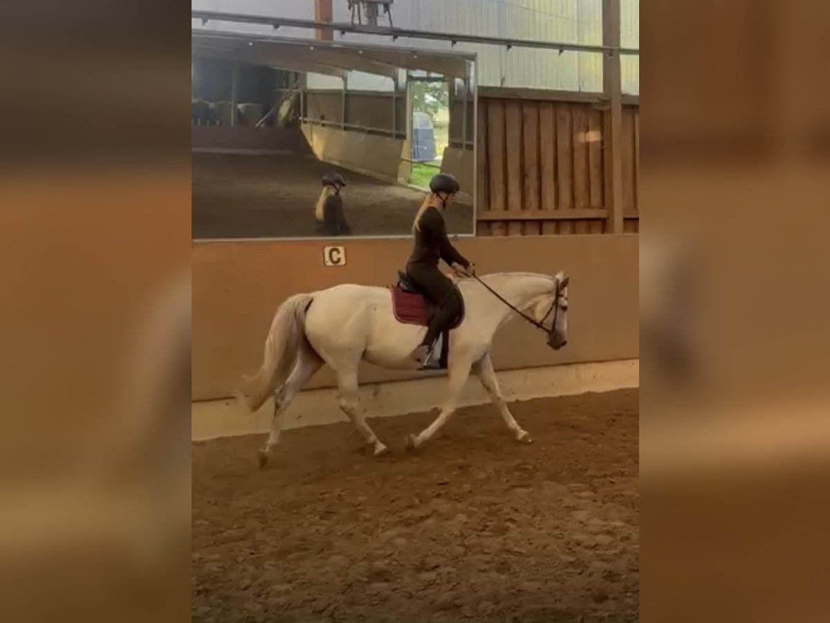 Koń westfalski Klacz 14 lat 165 cm Siwa in Wunstorf Koń westfalski Klacz 14 lat 165 cm Siwa in Wunstorf