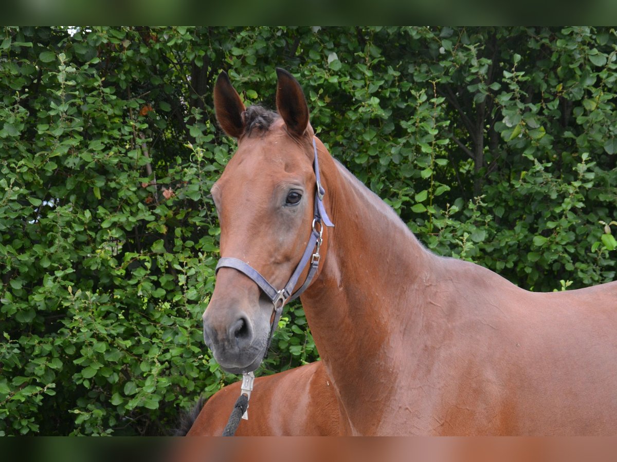 Koń westfalski Klacz 14 lat 172 cm Gniada in Dorsten