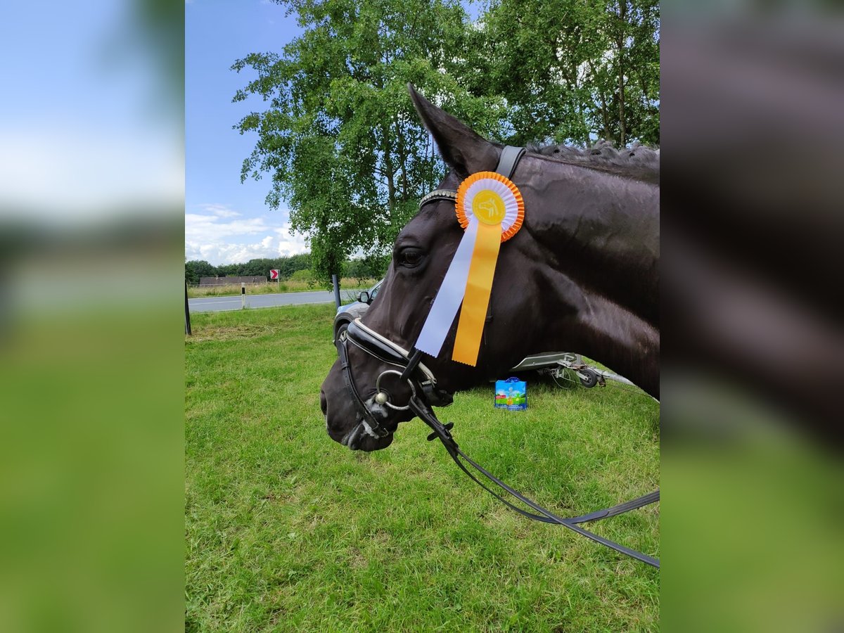 Koń westfalski Klacz 14 lat 172 cm Kara in Ibbenbüren