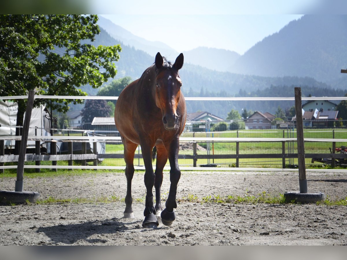 Koń westfalski Klacz 15 lat 168 cm Ciemnogniada in Reutte