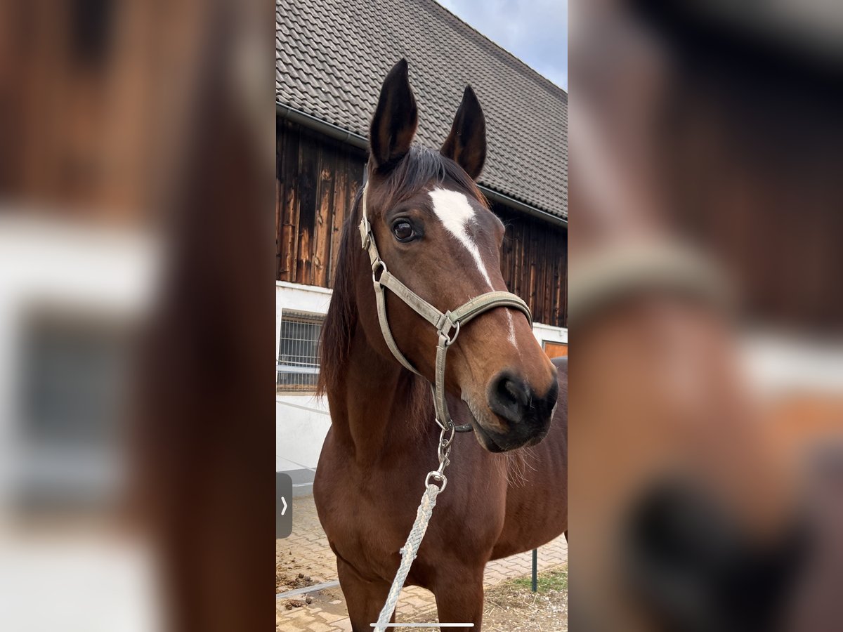 Koń westfalski Klacz 15 lat 180 cm Gniada in Forchheim