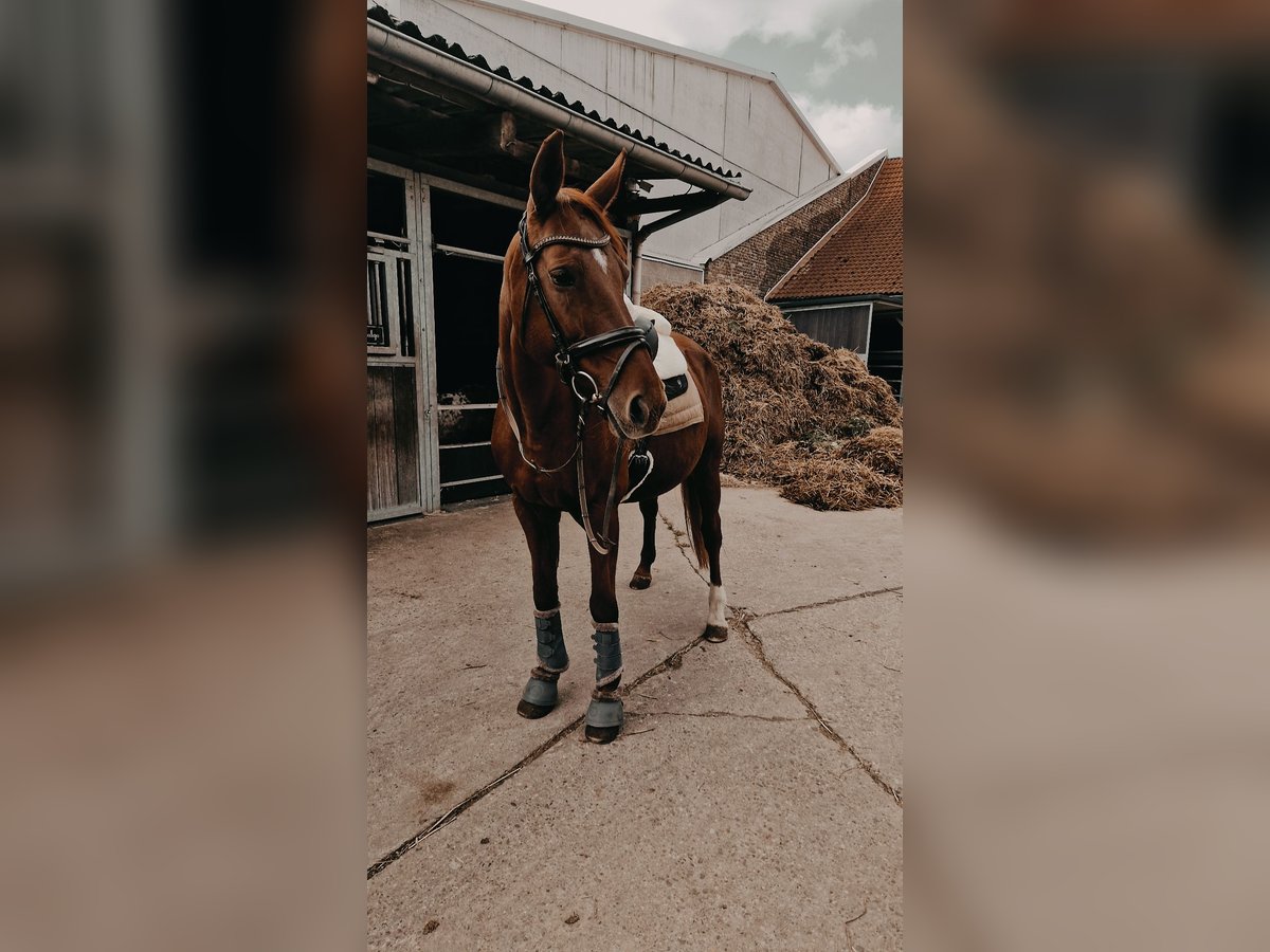 Koń westfalski Klacz 16 lat 165 cm Kasztanowata in Alsdorf