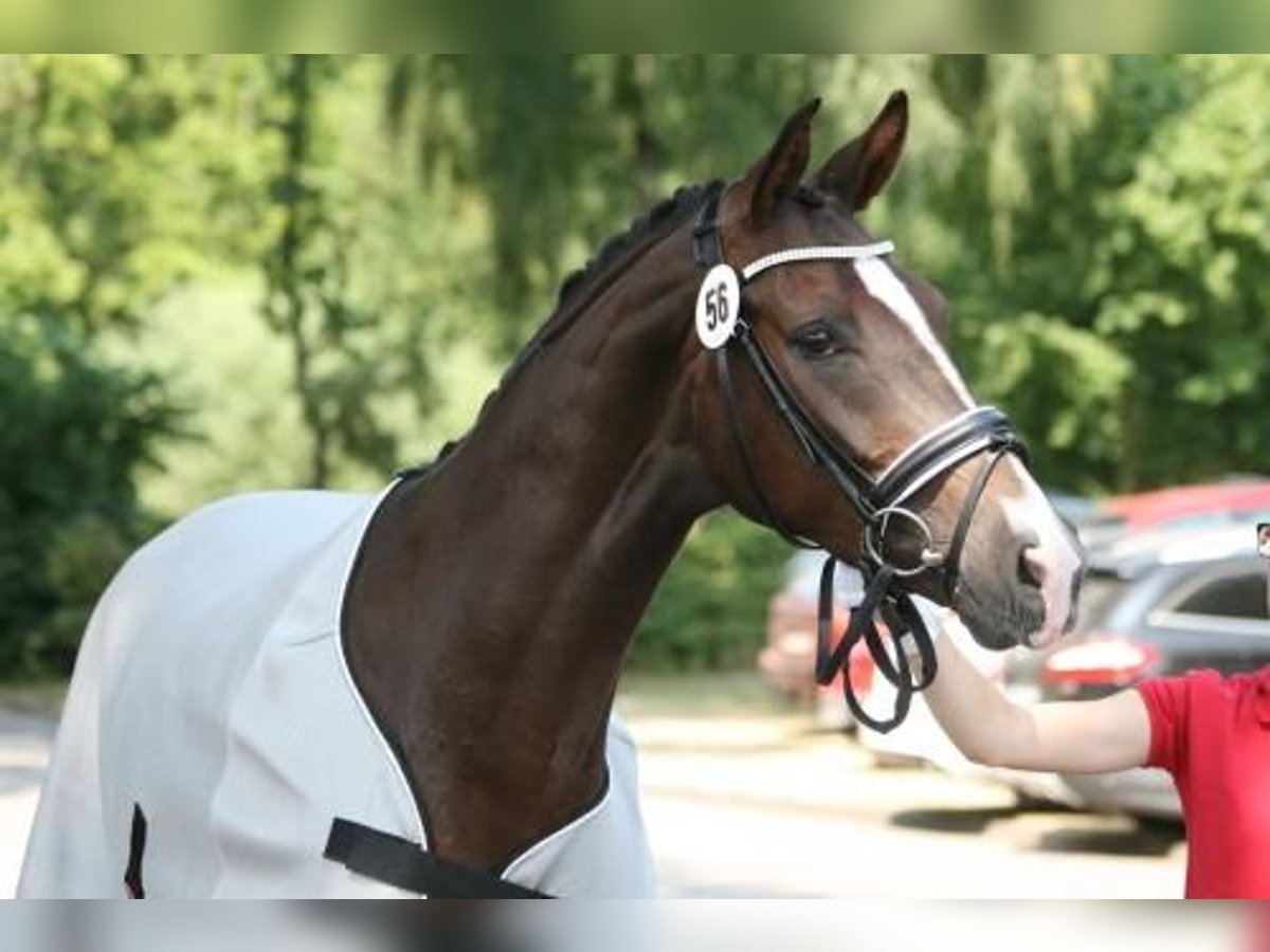 Koń westfalski Klacz 16 lat 166 cm Ciemnokasztanowata in Horn-Bad Meinberg