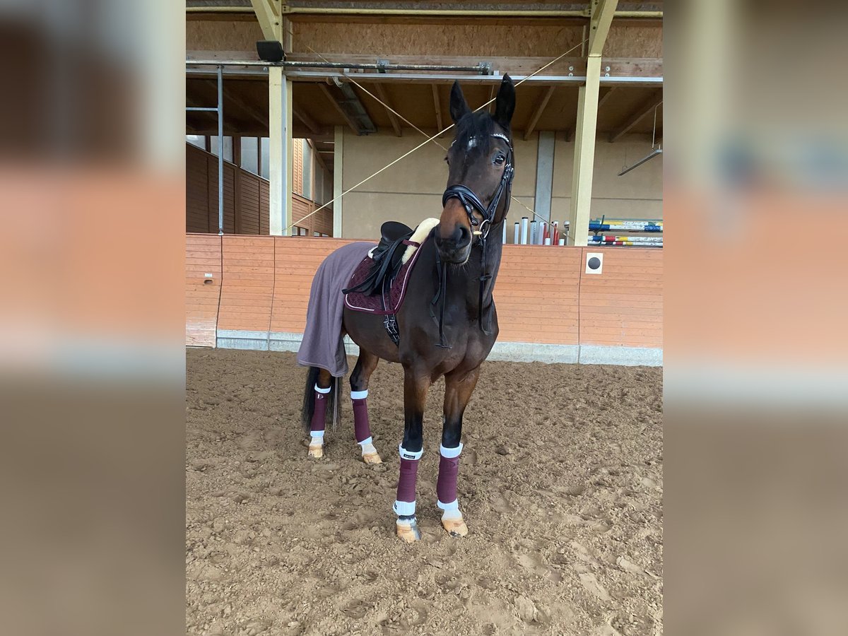 Koń westfalski Klacz 16 lat 180 cm Gniada in Meerbusch