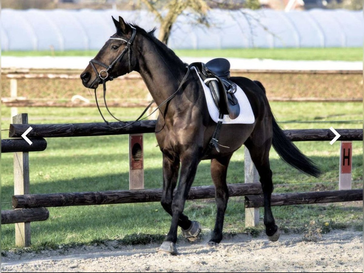 Koń westfalski Klacz 17 lat 166 cm Ciemnogniada in Hörstel