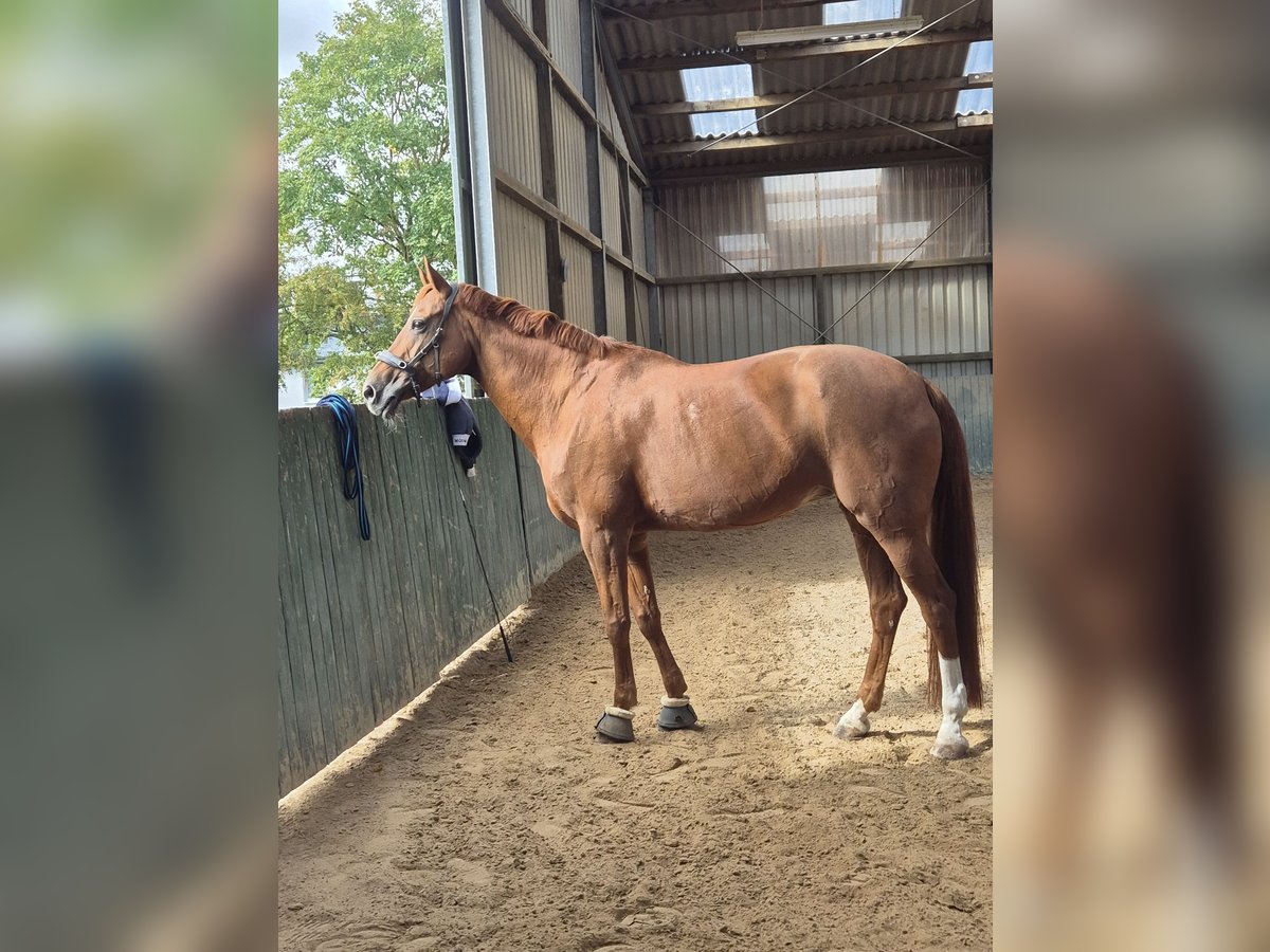 Koń westfalski Klacz 18 lat 173 cm Kasztanowata in Hungen