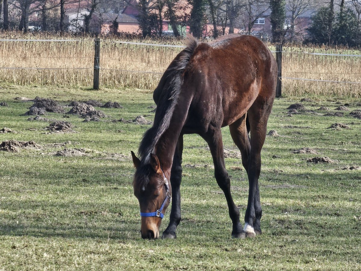 Koń westfalski Klacz 1 Rok 145 cm Gniada in Gütersloh