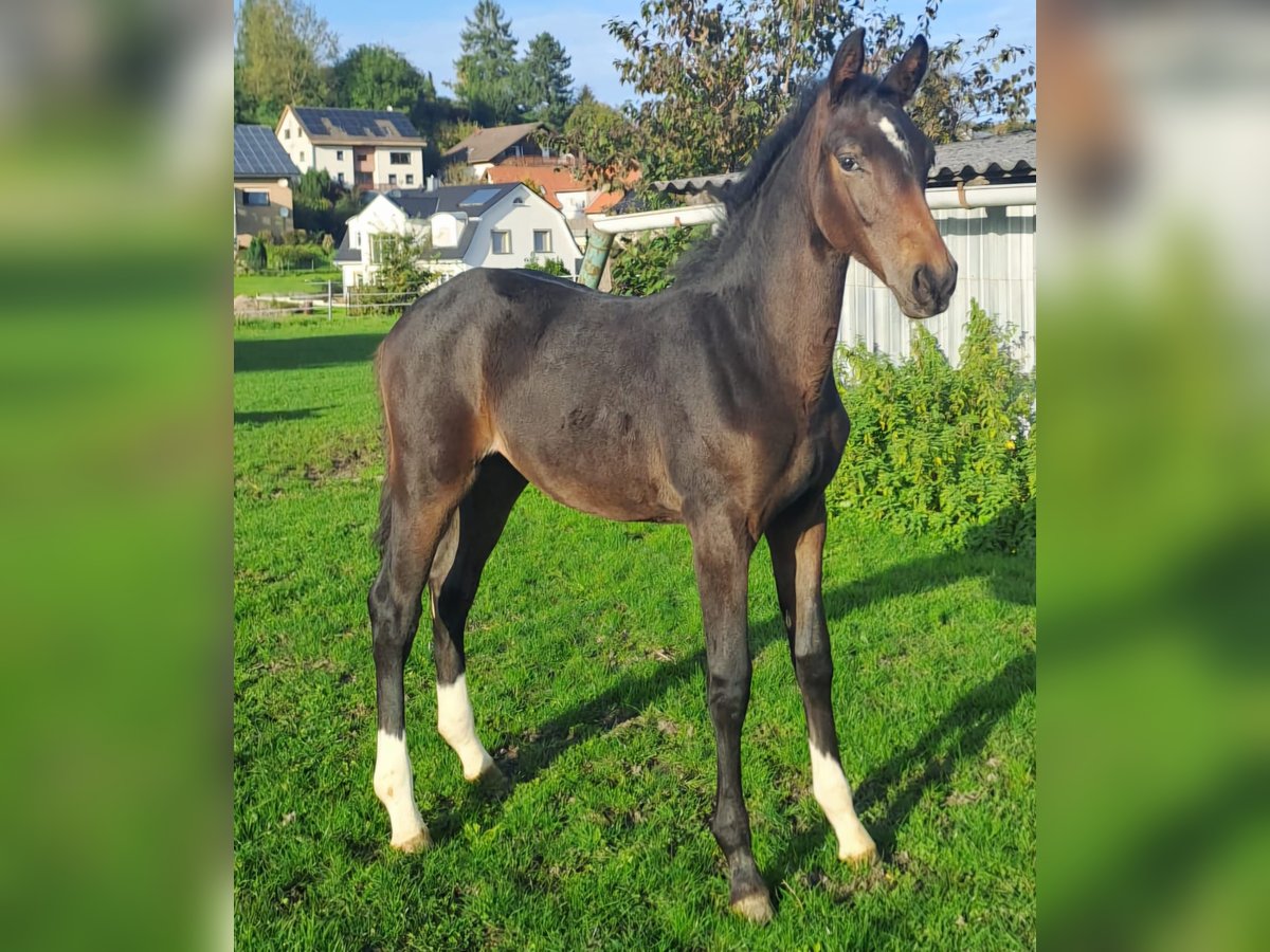 Koń westfalski Klacz 1 Rok Ciemnogniada in Borchen