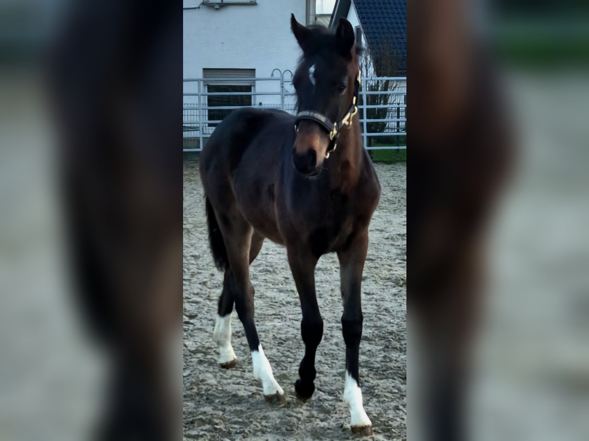 Koń westfalski Klacz 1 Rok Ciemnogniada in Borchen