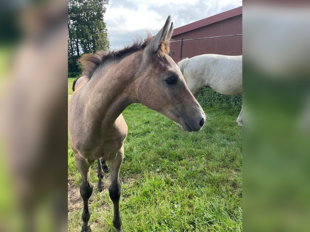 Koń westfalski Klacz 1 Rok Może być siwy in Gronau (Westfalen)