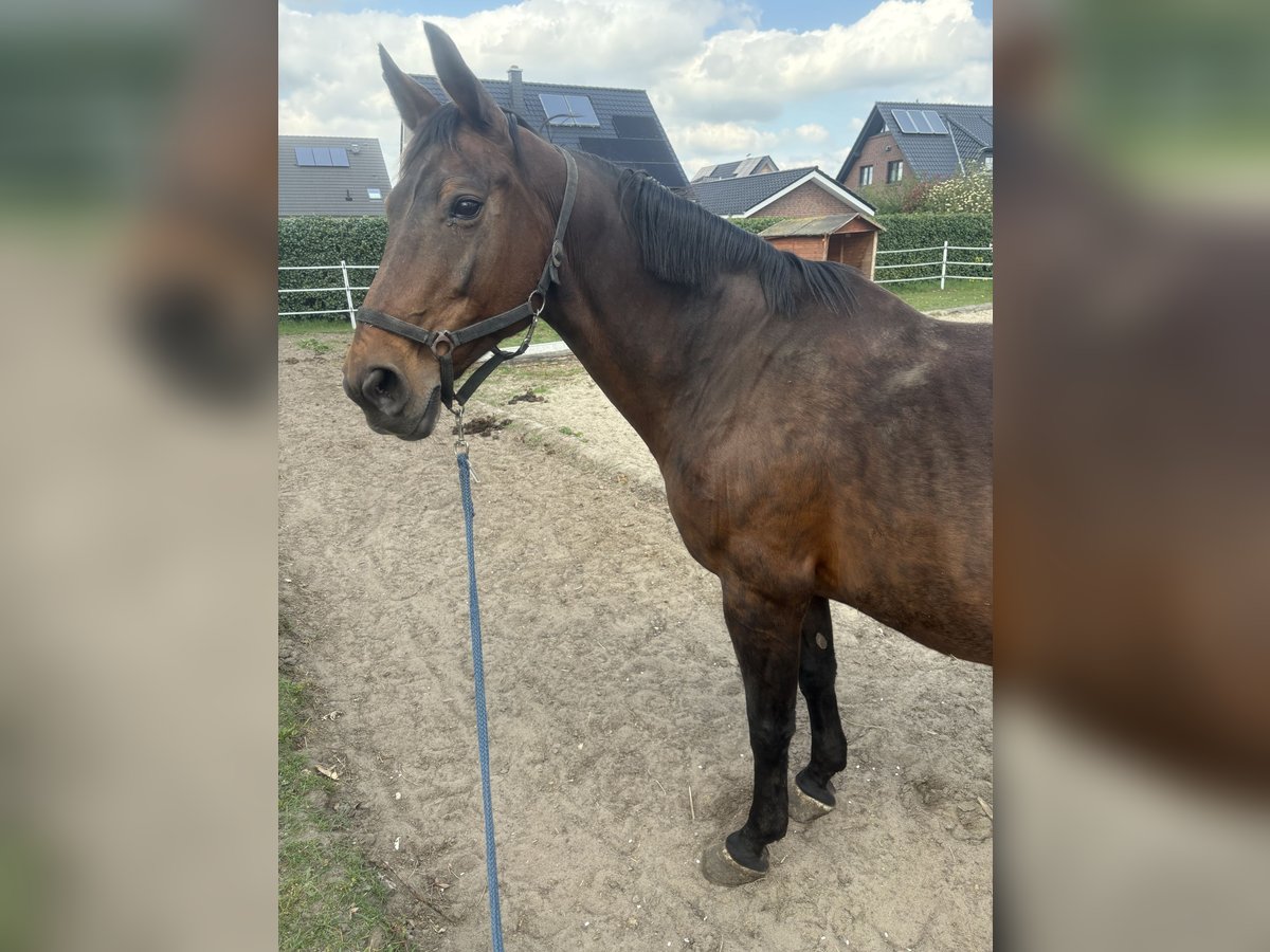 Koń westfalski Klacz 21 lat 170 cm Gniada in Brockum