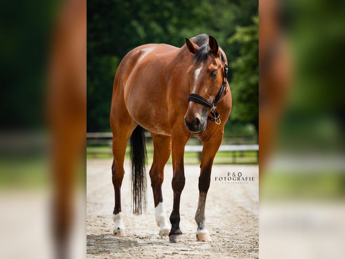 Koń westfalski Klacz 23 lat 160 cm Gniada in Recklinghausen