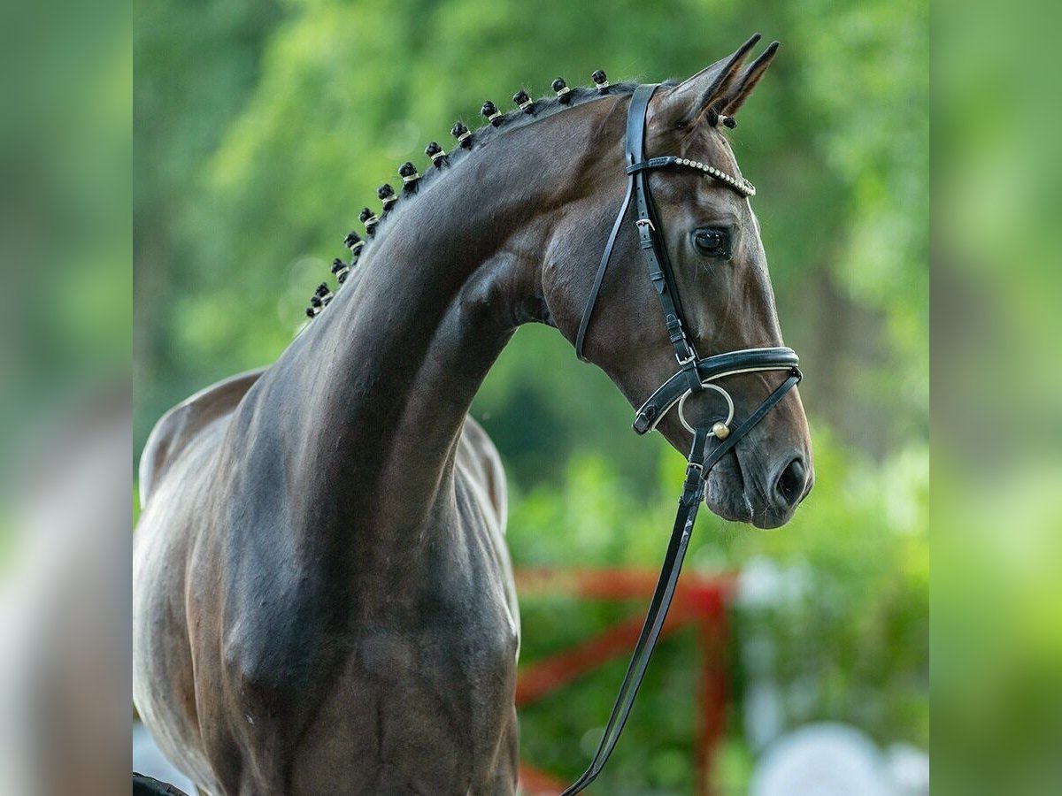 Koń westfalski Klacz 2 lat 166 cm Gniada in Münster-Handorf