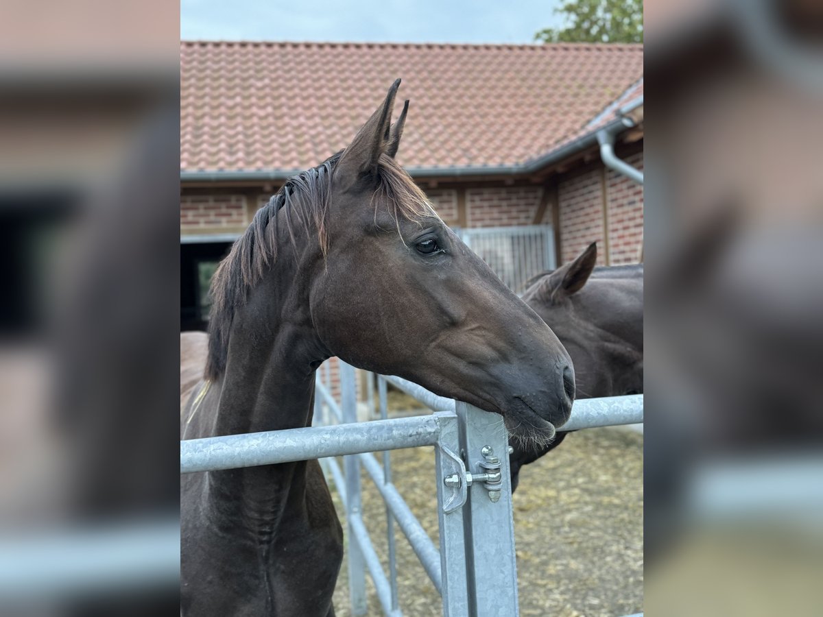 Koń westfalski Klacz 2 lat 170 cm Ciemnokasztanowata in Münster