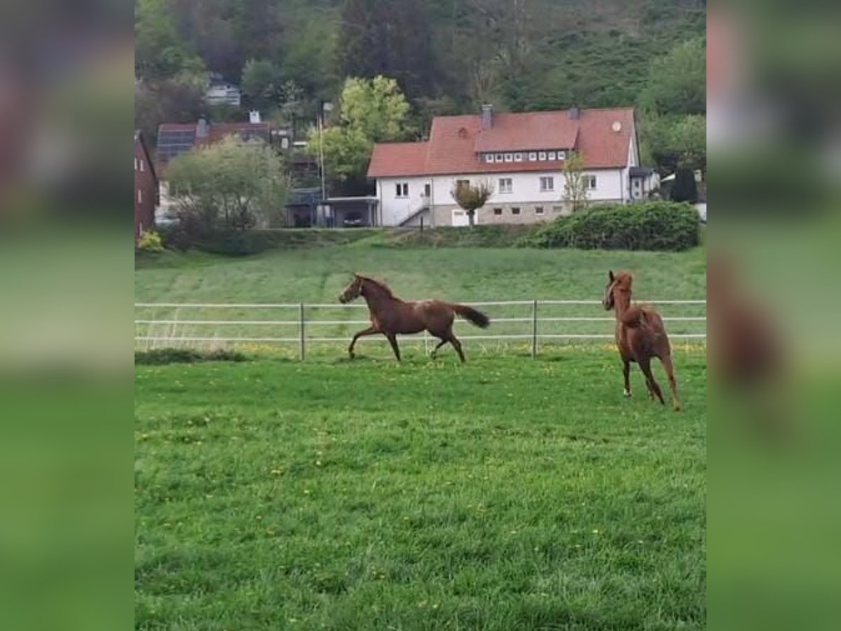 Koń westfalski Klacz 2 lat Kasztanowata in Borchen