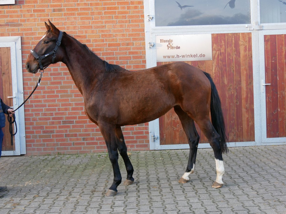 Koń westfalski Klacz 3 lat 157 cm Gniada in Dorsten