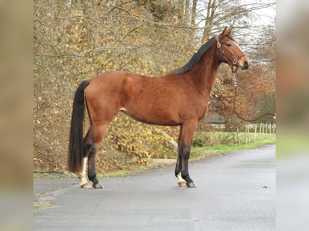 Koń westfalski Klacz 3 lat 158 cm Gniada in Verl