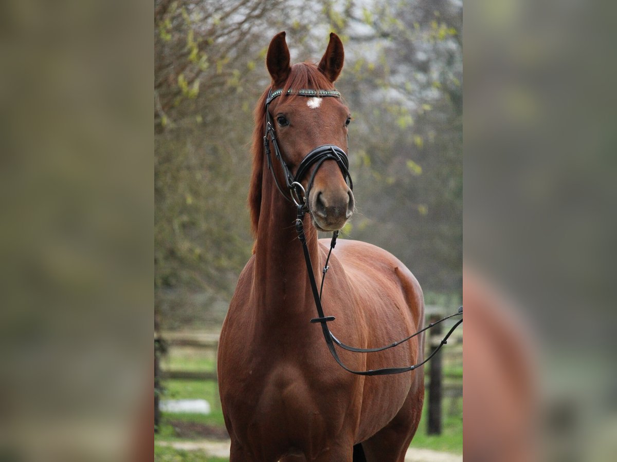 Koń westfalski Klacz 3 lat 162 cm Ciemnokasztanowata in Mettmann