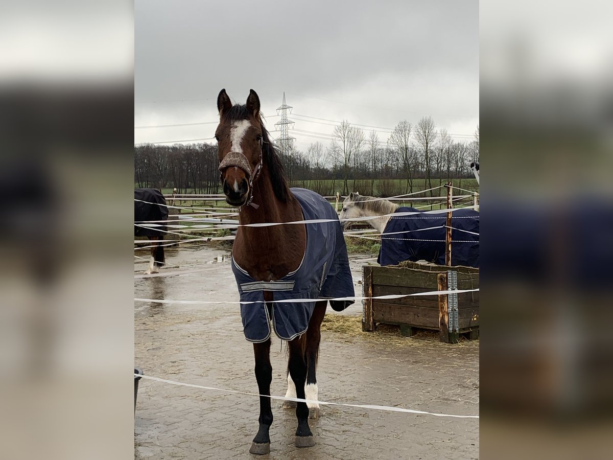 Koń westfalski Klacz 3 lat 162 cm Gniada in Hamm