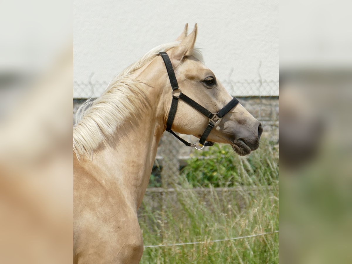 Koń westfalski Klacz 3 lat 162 cm Izabelowata in Borgentreich