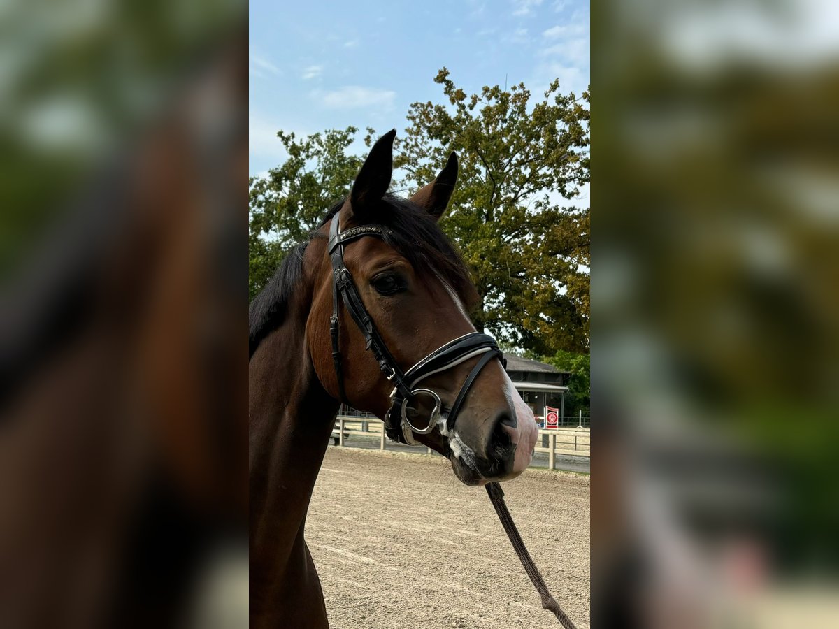 Koń westfalski Klacz 3 lat 164 cm Gniada in Münster