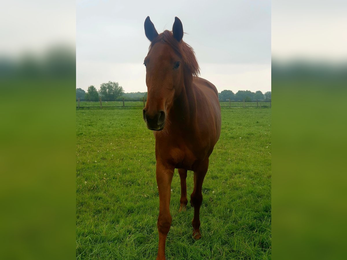 Koń westfalski Klacz 3 lat 165 cm Kasztanowata in Ascheberg