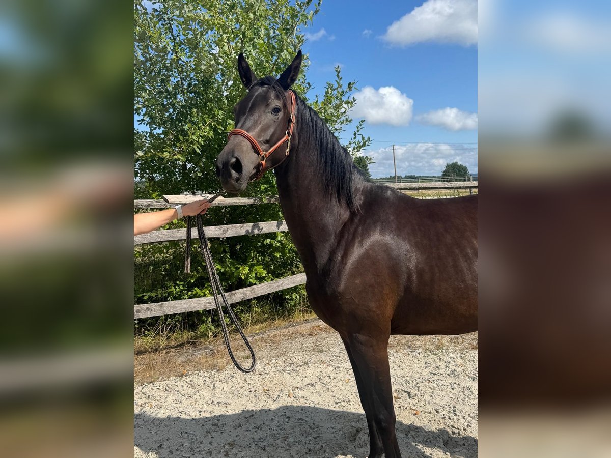 Koń westfalski Klacz 3 lat 165 cm Skarogniada in Weiskirchen