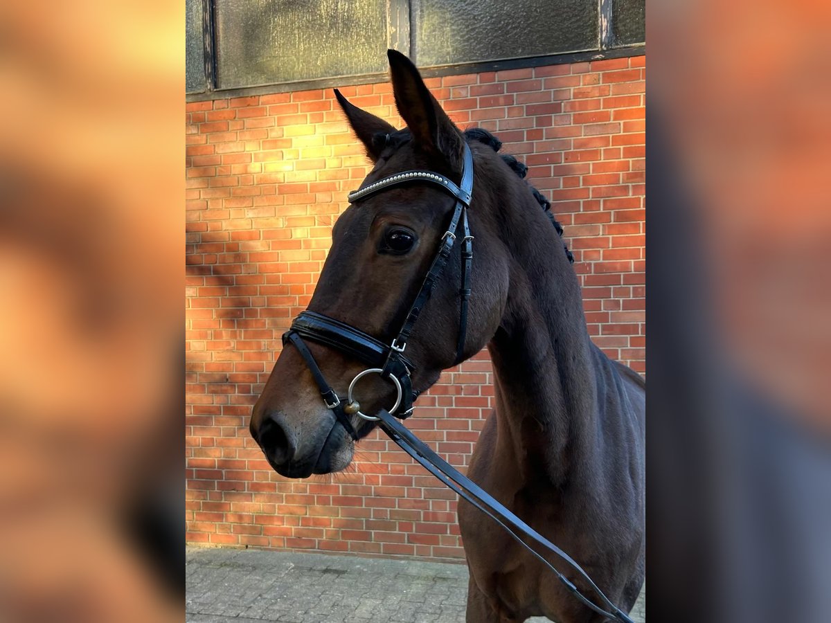 Koń westfalski Klacz 3 lat 166 cm Ciemnogniada in Münster-Handorf