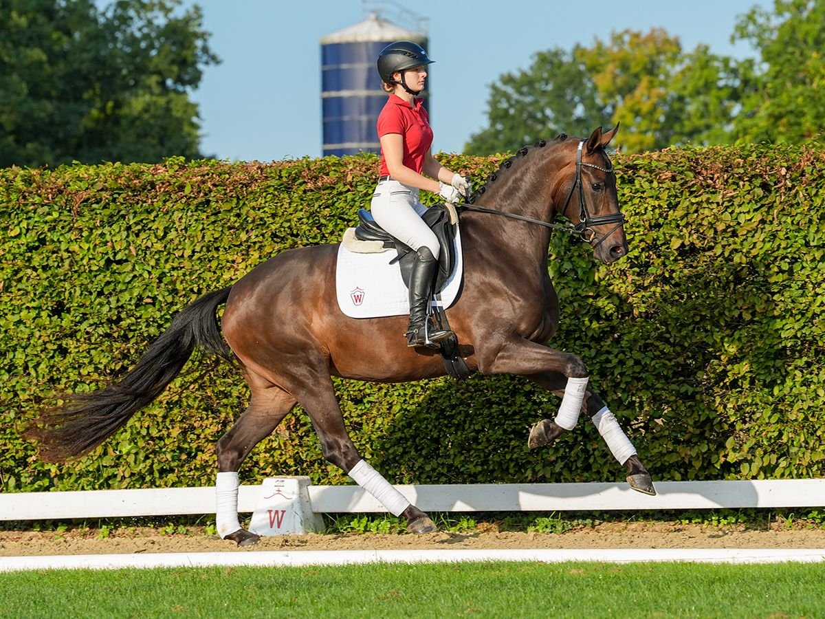 Koń westfalski Klacz 3 lat 166 cm Ciemnogniada in Münster