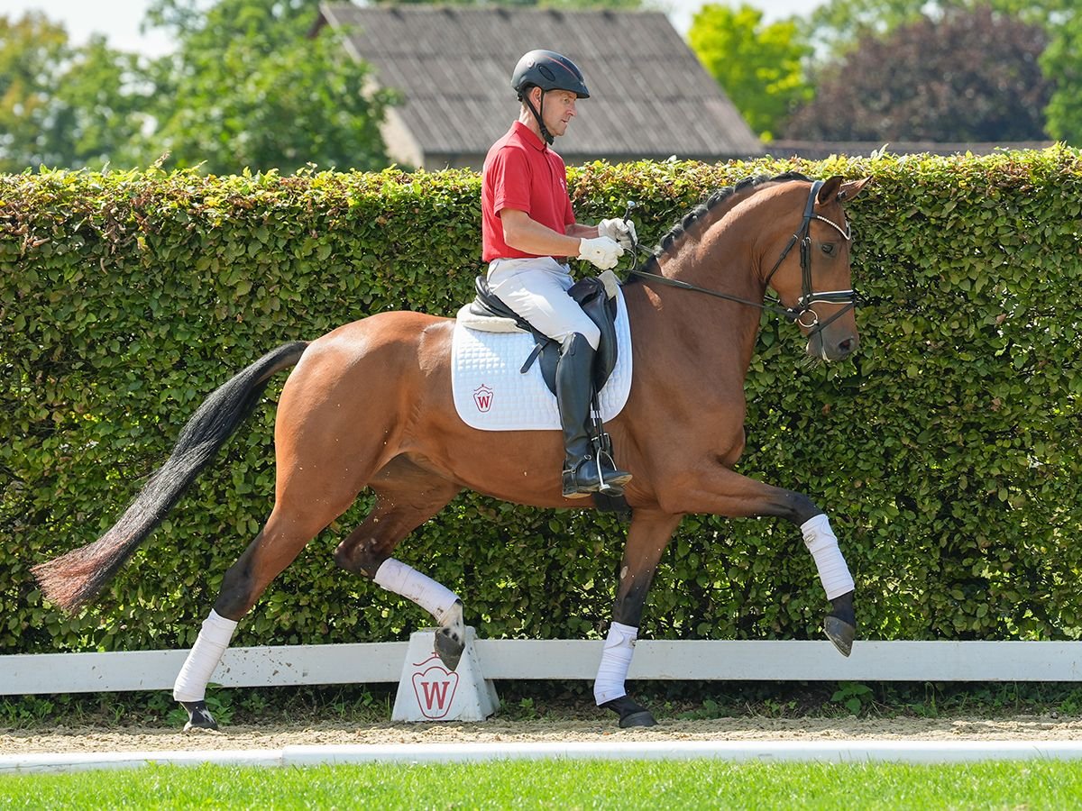 Koń westfalski Klacz 3 lat 166 cm Gniada in Münster