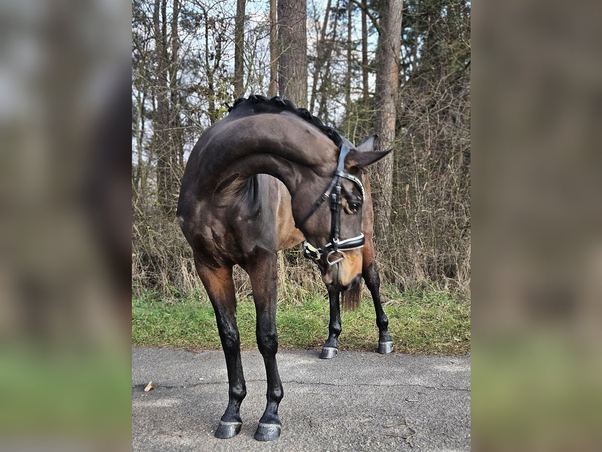 Koń westfalski Klacz 3 lat 166 cm Gniada in Neuhof an der Zenn