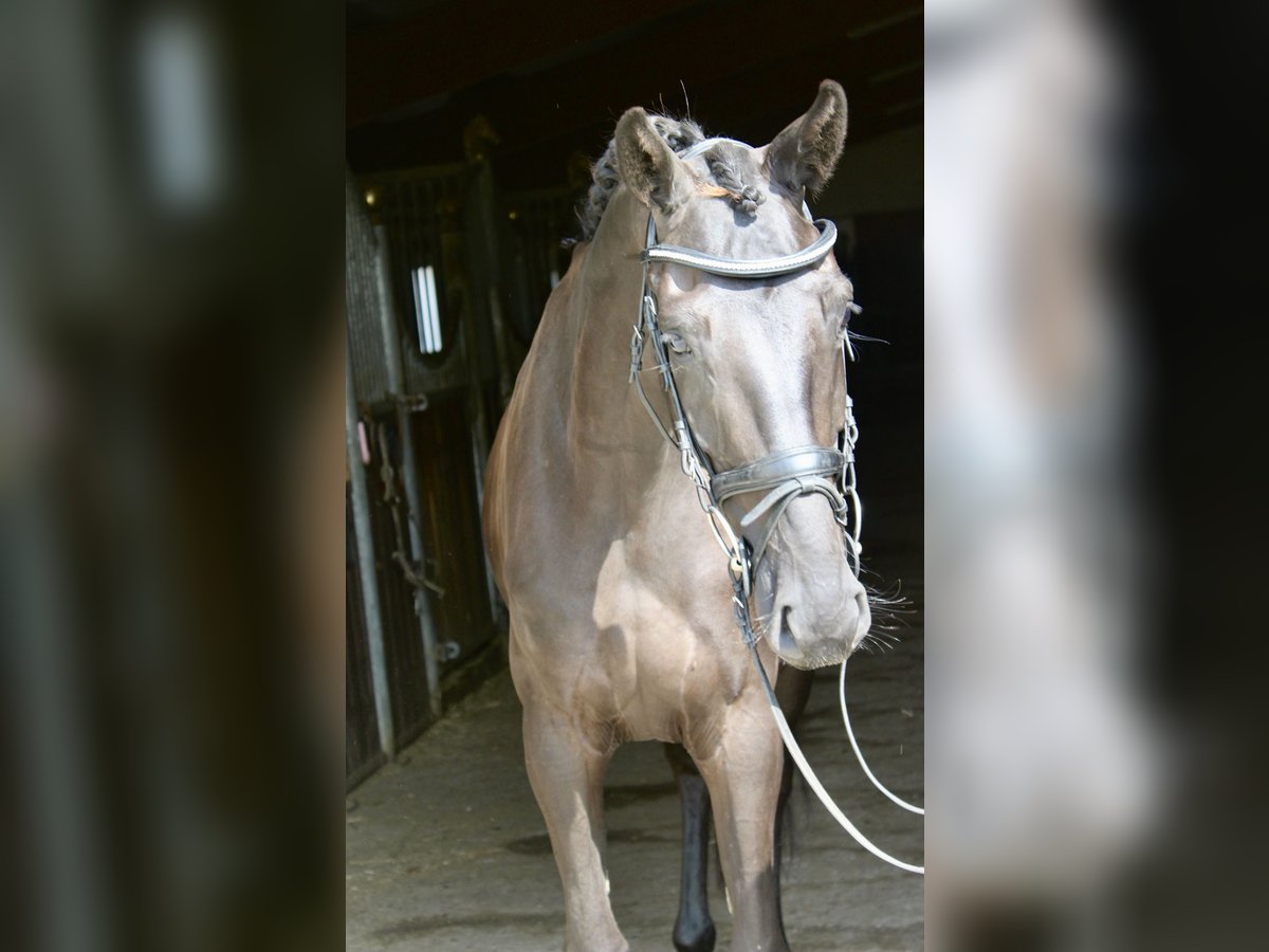 Koń westfalski Klacz 3 lat 167 cm Kara in Ebenweiler