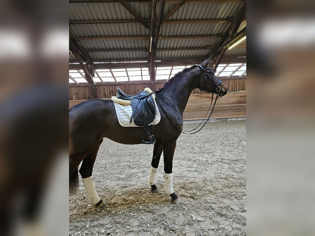 Koń westfalski Klacz 3 lat 168 cm Gniada in Neuhof an der Zenn