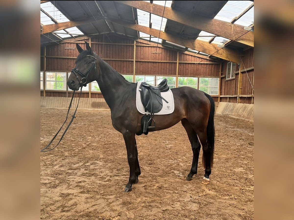 Koń westfalski Klacz 3 lat 169 cm Ciemnogniada in Arnsberg