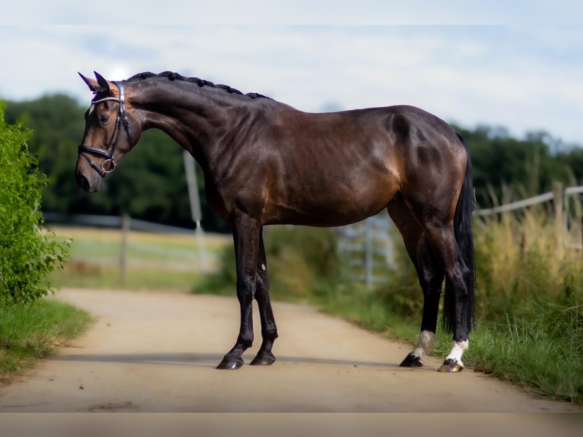 Koń westfalski Klacz 3 lat 170 cm Ciemnogniada in Roeser