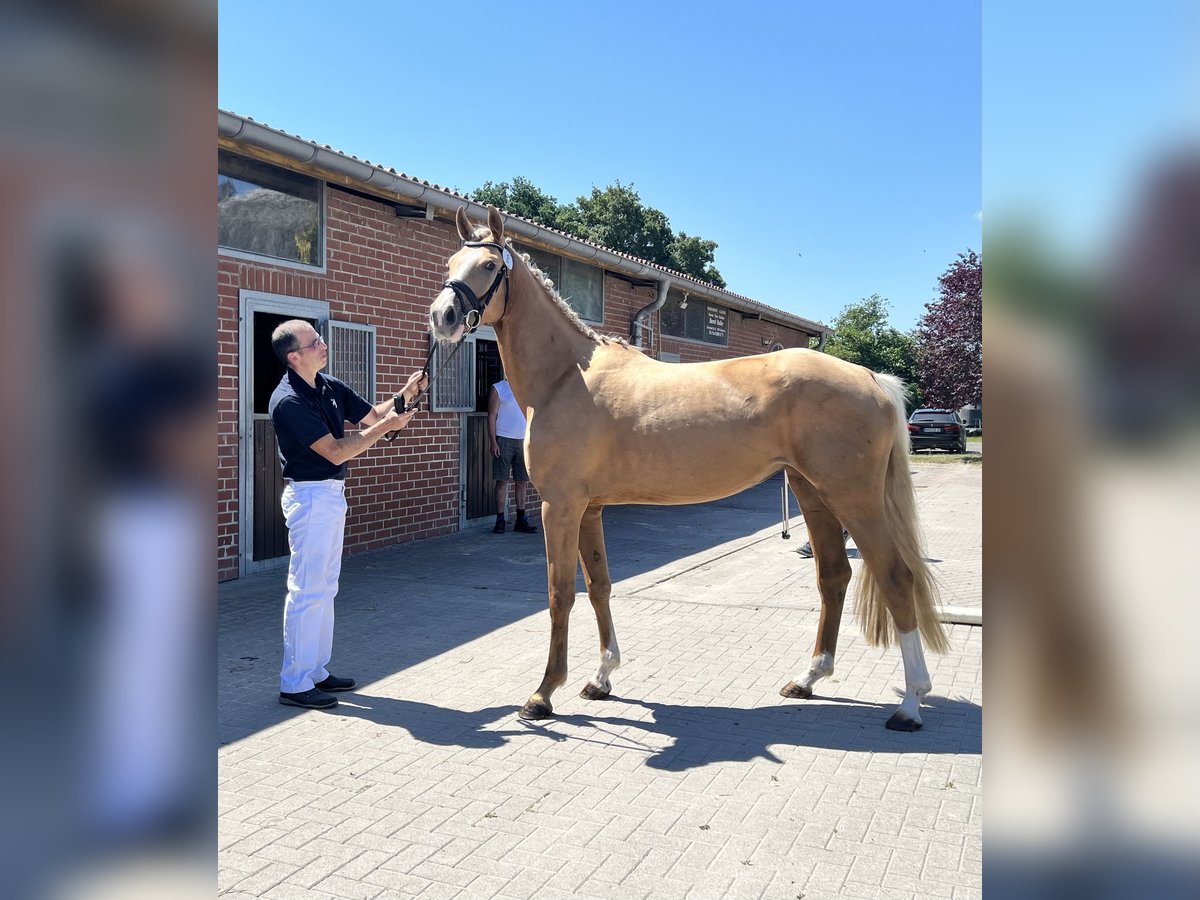 Koń westfalski Klacz 3 lat 170 cm Izabelowata in Springe