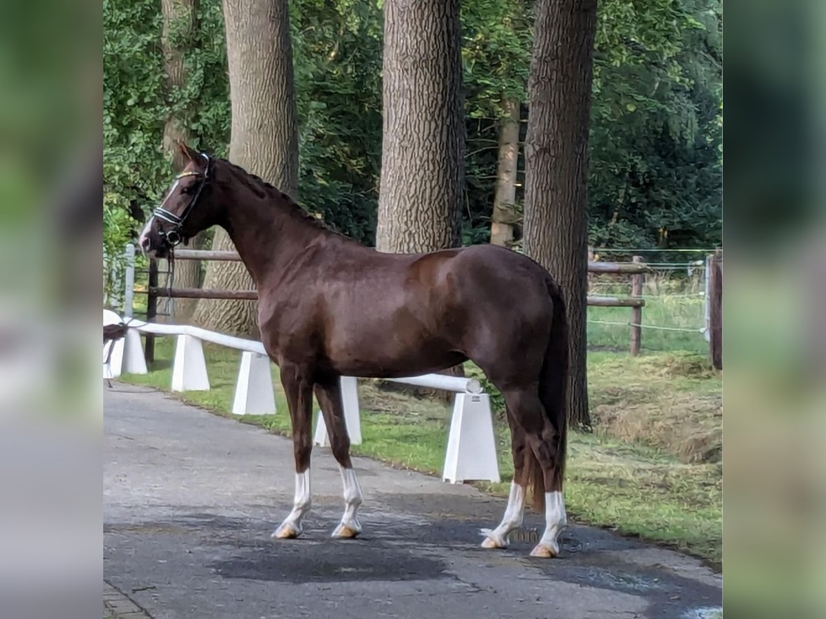 Koń westfalski Klacz 3 lat 171 cm Ciemnokasztanowata in Rheine