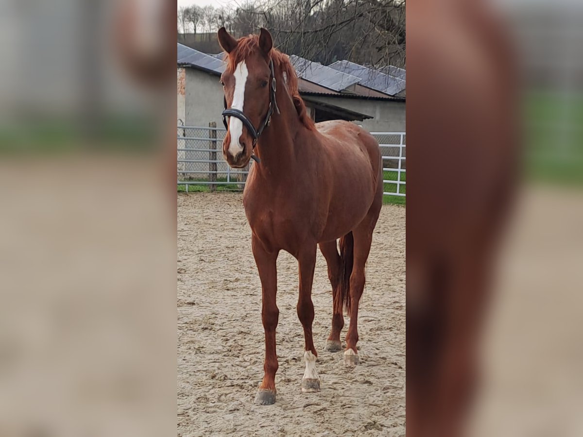 Koń westfalski Klacz 3 lat 172 cm Kasztanowata in Borchen