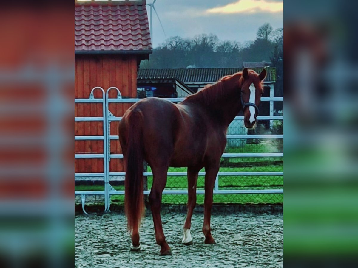 Koń westfalski Klacz 3 lat 172 cm Kasztanowata in Borchen