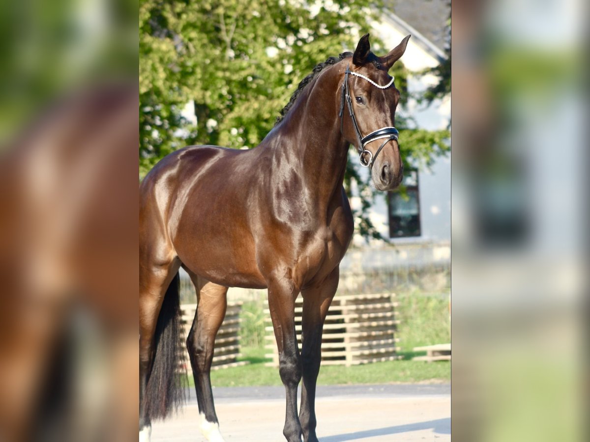 Koń westfalski Klacz 3 lat 175 cm Gniada in Berne