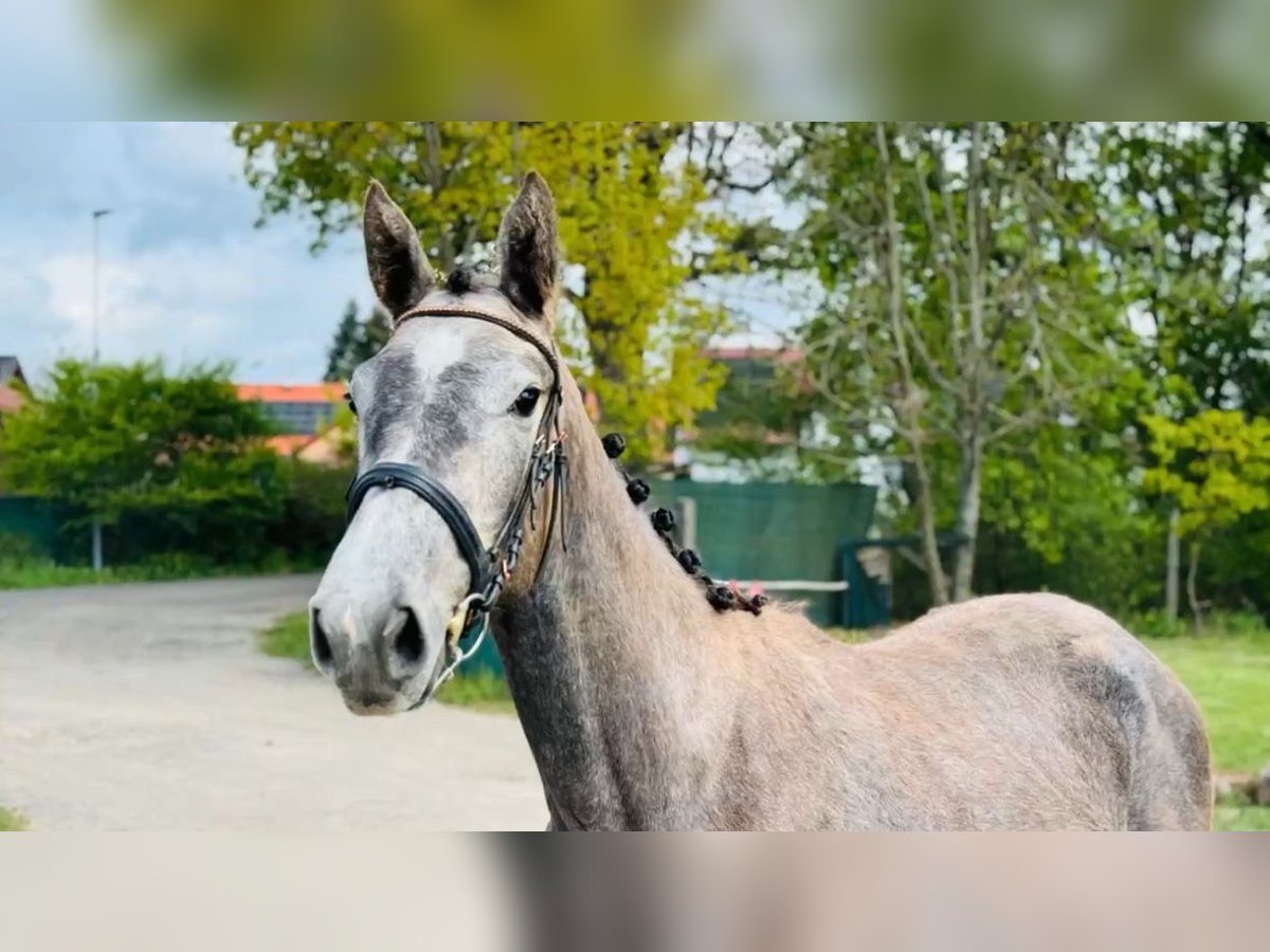 Koń westfalski Klacz 3 lat Siwa in LIPNIK